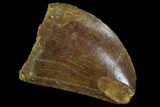 Serrated, Juvenile Carcharodontosaurus Tooth #93106-1